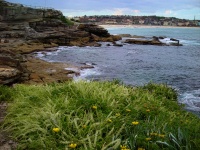 Sydney - Bondi Beach Costal Walk