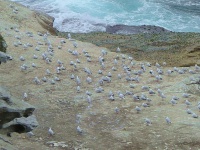 Sydney - Bondi Beach Costal Walk - "Mine, Mine, Mine"