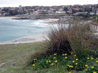 Sydney - Bondi Beach Costal Walk