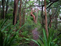 Royal National Park - Costal Walk