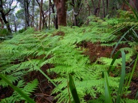 Royal National Park - Flora