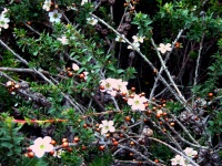 Royal National Park - Flora