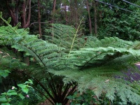 Royal National Park - Flora