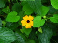 Royal National Park - Flora