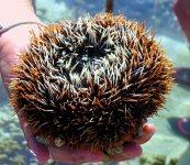 Great Barrier Reef - Lady Elliot Island - Reef Life