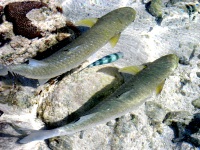 Great Barrier Reef - Lady Elliot Island - Reef Life