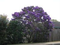 Birnheim Park - Flora