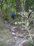 Milford Track - To Mintaro Hut