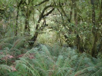 Milford Track - To Mintaro Hut