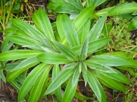 Milford Track - Flora