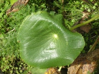 Milford Track - Flora