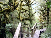 Milford Track - Arthur Valley Waterfalls