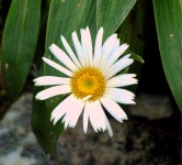 Milford Track - Flora