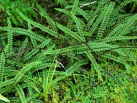 Milford Track - Ferns