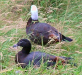 Milford Track - Flora and Fauna - Paradise Duck