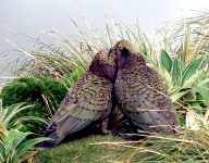 Milford Track - Kea Birds