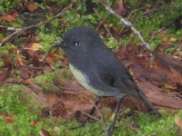 Milford Track - Flora and Fauna - Robin