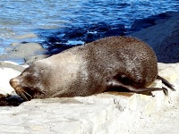 Route 1 Scenes - Kaikoura Seal