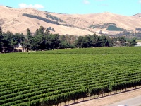 Marlborough Wine Region