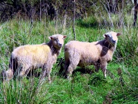 Wanganui River Road - Sheep