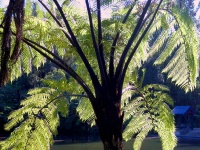 New Plymouth - Pukekura Park