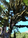 Mt. Egmont National Park