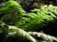 Mt. Egmont National Park