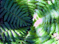 Mt. Egmont National Park