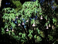 New Plymouth - Pukekura Park