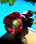 Tirau Corrugated Steel Sign - Flower Store