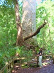 Waipoua Forest - Te Matua Ngahere - Oldest Kauri Tree