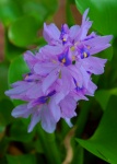 Hacienda Chichen - Flora