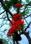 Hacienda Chichen - Flora