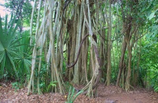 Cob - Trail Flora