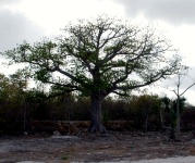 Cozumel Island Tour