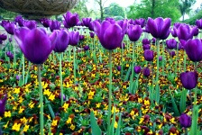 Royal Botanical Gardens (Kew Gardens) 
