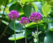 Royal Botanical Gardens (Kew Gardens) 