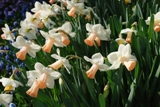 Keunkenhof Gardens Keunkenhof Gardens