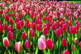 Keunkenhof Gardens