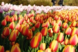 Keunkenhof Gardens