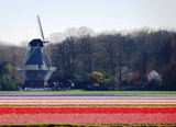 Tulip Fields