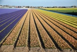 Tulip Fields