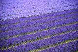 Tulip Fields