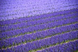 Tulip Fields