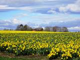 Arbroath Fields