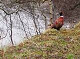 Tay Forest Pheasant