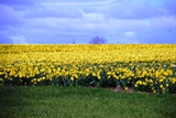 Arbroath Fields
