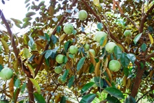 Mekong Delta Day Trip