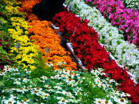 Nagoya Train Station Flower Festival