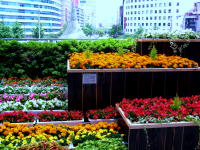 Nagoya Train Station Flower Festival